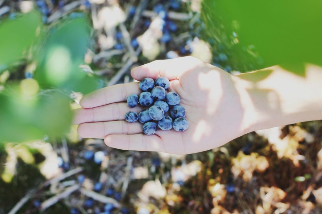 Blue Berries Of Fraser Valley