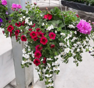 Hanging Baskets