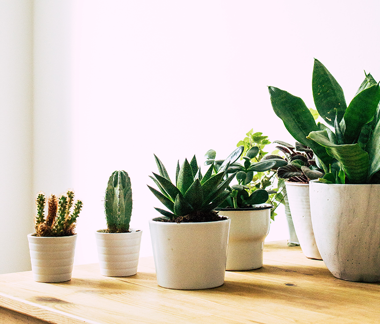 indoor plants