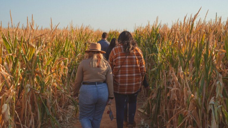 SaFarmi Stroll & Corn Maze