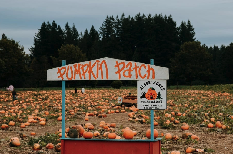 pumpkin Patch